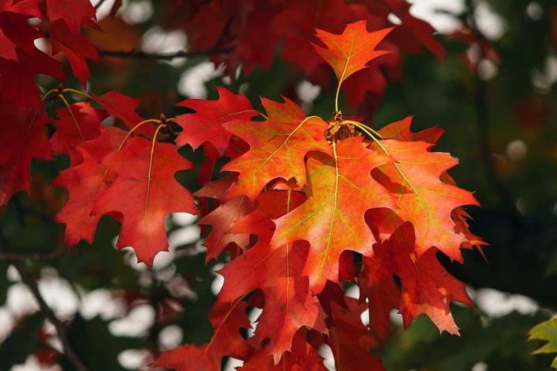 Fall Decor