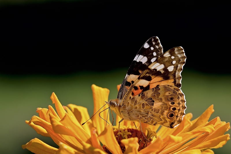 Garden with flowers and butterfly