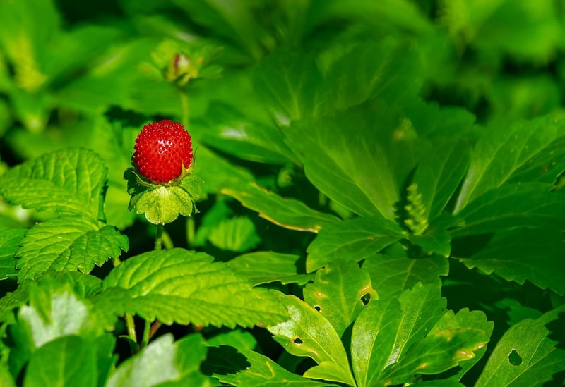 Strawberries in a garden